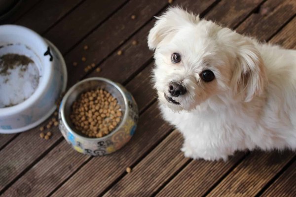 Choosing the right pet food: what you need to know