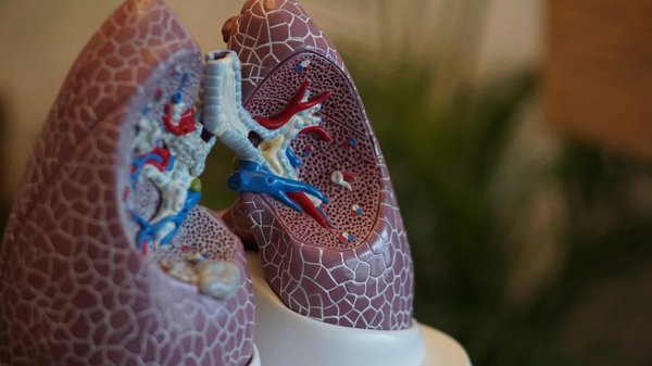 How can you naturally improve your lung health?