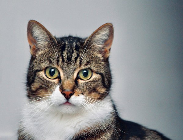 What are the signs of anxiety in cats?