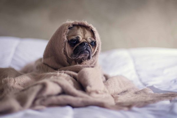 What are the best strategies for managing noise phobia in pets?
